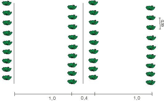 Качественную рассаду капусты раннеспелых сортов следует размещать с расстоянием в 0,35 м