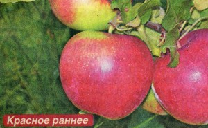 Сорта яблонь