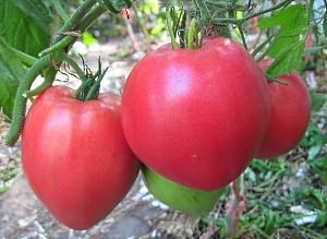 Сорт томатов Тяжеловес Сибири - низкорослый