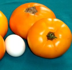 сорта томатов для парников