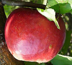 Чем отличаются сорта яблони жигулевское, краса свердловска, хани крисп