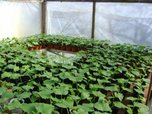 Выращивание огурцов в теплице через рассаду