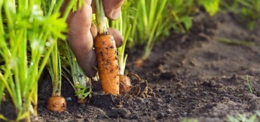 Выращиваем сочную морковь, sadogolik.ru