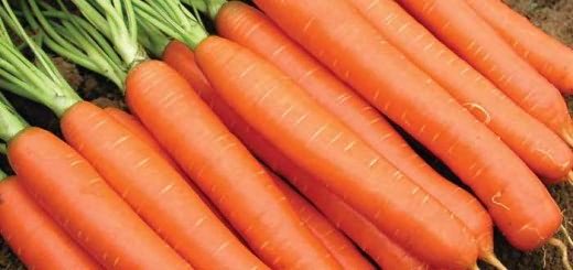 Морковь сорта Витаминная, thompson-morgan.com