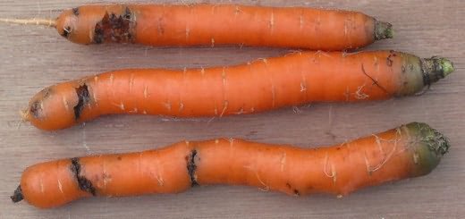Фотография моркови поврежденной вредителями, academic.ru