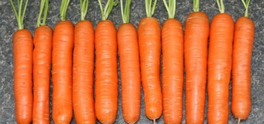 На фото морковь сорта Нантская, руспоселения.рф