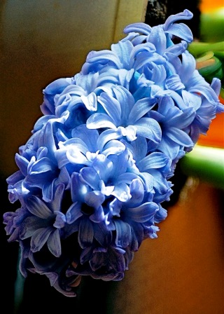 Hyacinth Delft Blue гиацинт сорт