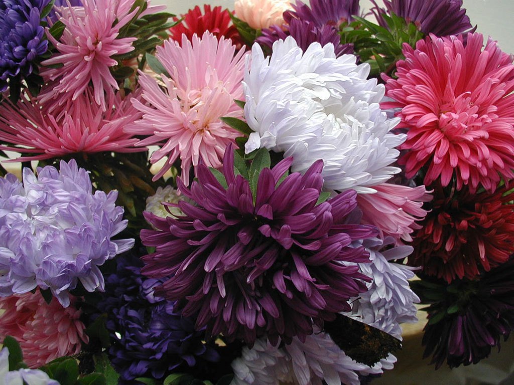 asters_01