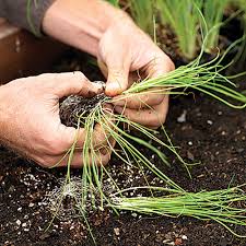 Лук порей выращивание. Как вырастить лук порей.