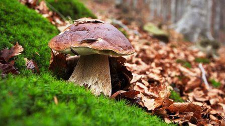 как посадить лесные грибы фото