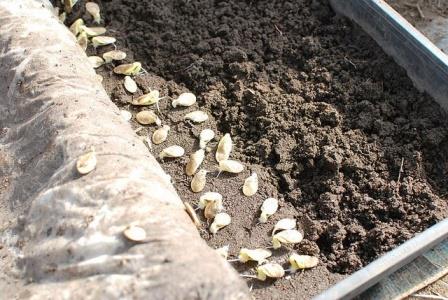 как сажать кабачки семенами