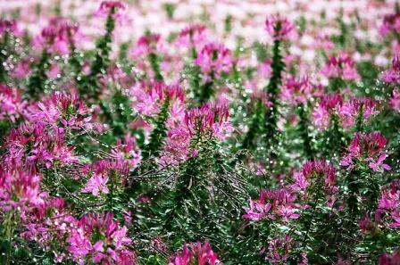цветок клеома фото и правила выращивания