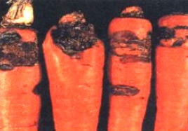 Ризоктониоз моркови фото