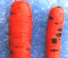 Птиозная гниль моркови фото