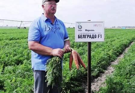 морковь Белградо фото