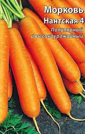 морковь Нантская 4 фото