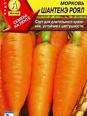 морковь Шантенэ фото