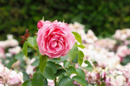 Сад в пастельных тонах роза фото