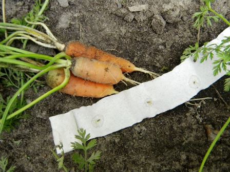 Для размещения семян моркови на бумаге 