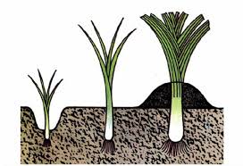 Лук порей выращивание. Как вырастить лук порей.