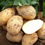 выращивание картофеля