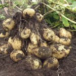 голландская технология выращивания картофеля