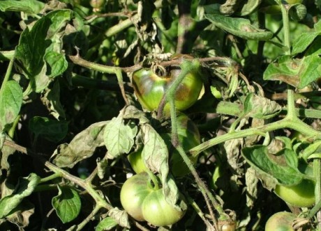 фитофтора томатов