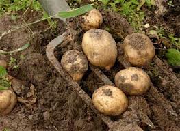 уборка урожая картофеля