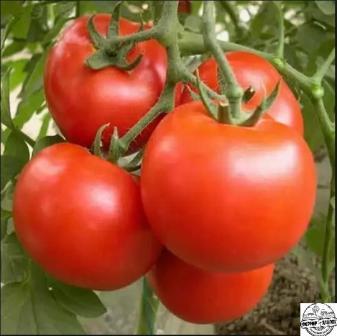 какие удобрения вносить под помидоры