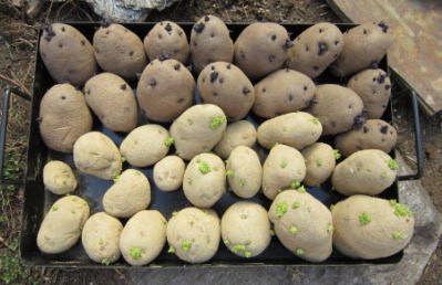 проращивание картофеля перед посадкой