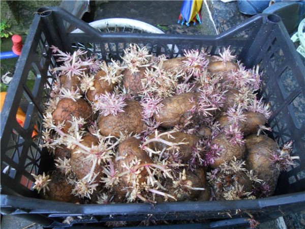 проращивание картофеля перед посадкой в ящике с подкормками
