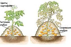 Технология выращивания картофеля под холмиком мульчи