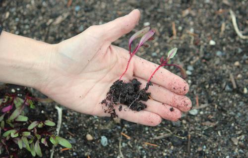 как сажать свеклу семенами в грунт и рассадой 