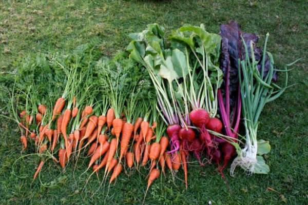 какую почву любит морковь лук укроп