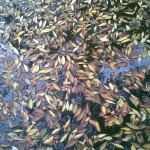 листья в пруду