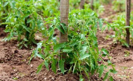 Как вырастить томаты безрассадным способом