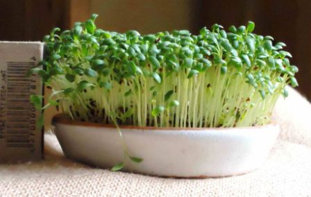 Как выращивать на подоконнике салат