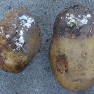 болезни картофеля