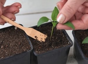 Способы рассаживания ростков баклажан