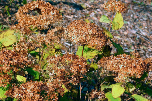 Древовидная гортензия осенью – обрезка после цветения