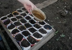 На фото - удобрение мочевиной грунта для рассады помидор, udec.ru