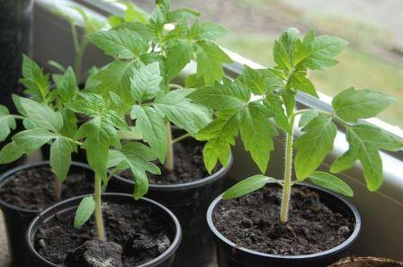 как вырастить крепкую рассаду помидоров в домашних условиях