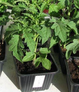 как вырастить крепкую рассаду помидоров в домашних условиях