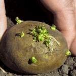 размножение картофеля