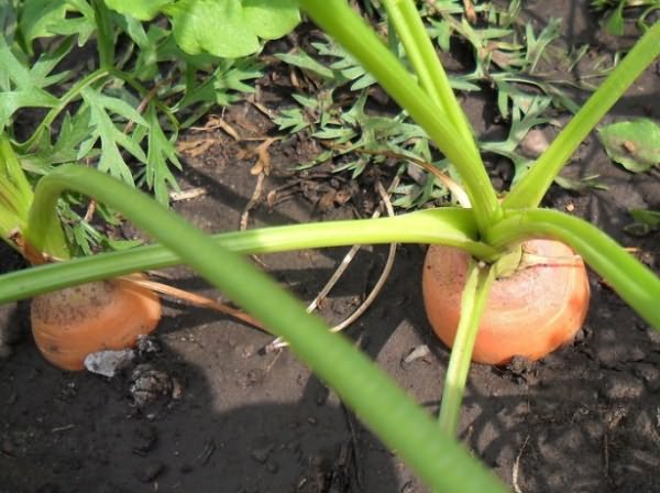 июль - морковь - корнеплоды