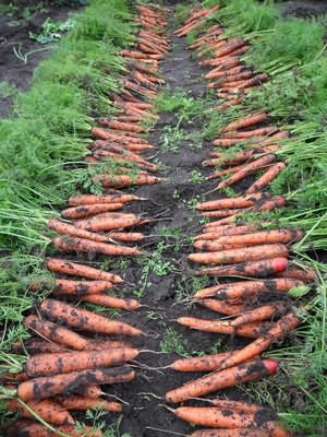 Уборка морковки