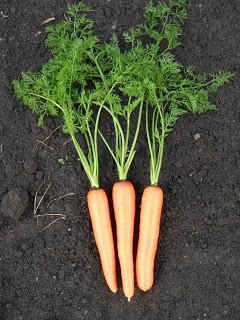 Плоды моркови 