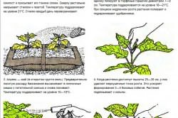 Основные правила ухода за баклажанами в процессе выращивания