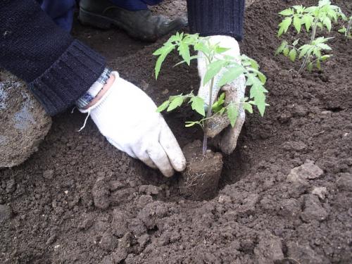 Фото высаживания рассады томатов, teplica-i-parnik.ru