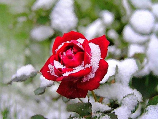 розы готовим к зиме